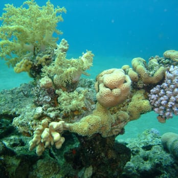SCUBA pursuits - Scuba Diving Near Me - Solihull, XWM