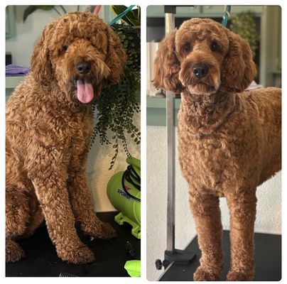 Poodles and doodles 🐩🩵 - Every oodle comes in all different shapes and sizes call today to get a quote for your pups spa day!