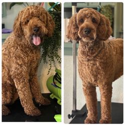 Bow WOW Bathing TX - Handsome Soni showing off after his Full Groom #doodlegroom