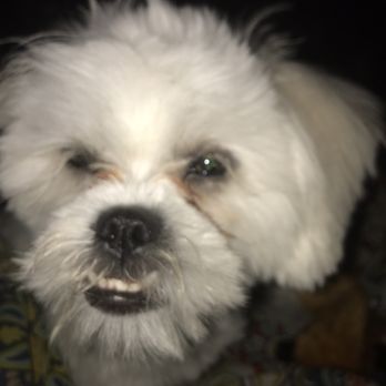 Unleashed Spa - Her hair is all uneven.after grooming. - Pet Groomers Near Me - New York, New York Unleashed Spa - Her hair is all uneven.after grooming. - Pet Groomers Near Me - New York, New York