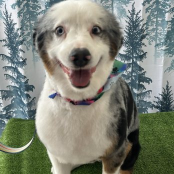 Barking Beauties - Pet Groomers Near Me - Lubbock, Texas