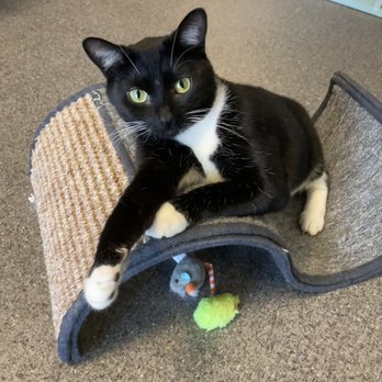 Naughty Cat Cafe - Coffee & Tea Near Me - Chattanooga, Tennessee Naughty Cat Cafe - Coffee & Tea Near Me - Chattanooga, Tennessee