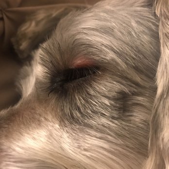 Dog Lover's Grooming - Before&after. Hate it. New bump on his eye. Lashes cut off. Inflammed nipples. Shaved but still somehow has knots. - Pet Groomers Near Me - Los Angeles, California