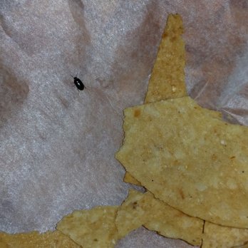 Rancheros Mexican Restaurant - Even the bugs walkee away from the tortilla chips - Mexican Near Me - Magnolia, Texas Rancheros Mexican Restaurant - Even the bugs walkee away from the tortilla chips - Mexican Near Me - Magnolia, Texas