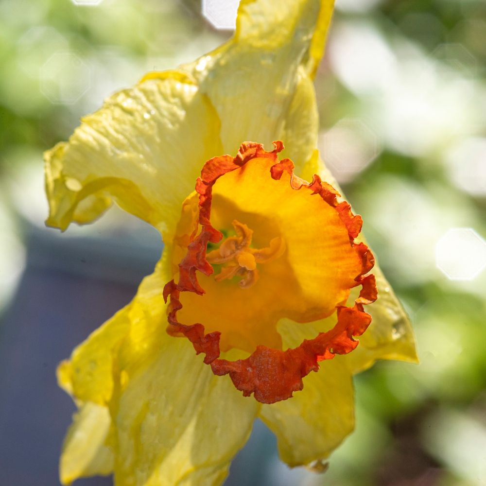 Holland Bulb Farms - Nurseries & Gardening Near Me - Milwaukee, Wisconsin