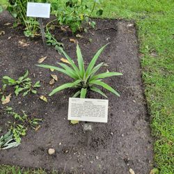 A pineapple plant.