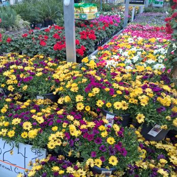 The Home Depot - Flowers - Nurseries & Gardening Near Me - Oro Valley, Arizona