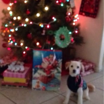 Madame Pompador - Eros says thank you Madame pompadour! - Pet Services Near Me - South Gate, California