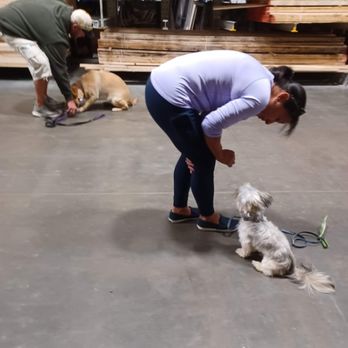 Wicked Smart Dogs - Pet Training Near Me