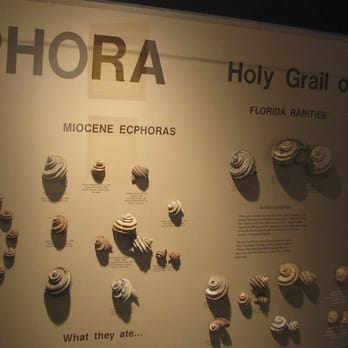 The Bailey-Matthews Shell Museum - Fossil Shells- rare ones - Museums Near Me - Sanibel, Florida The Bailey-Matthews Shell Museum - Fossil Shells- rare ones - Museums Near Me - Sanibel, Florida