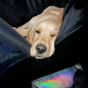Serenas Dog walking pet sitting - Sleepy boy - Dog Walkers Near Me Serenas Dog walking pet sitting - Sleepy boy - Dog Walkers Near Me