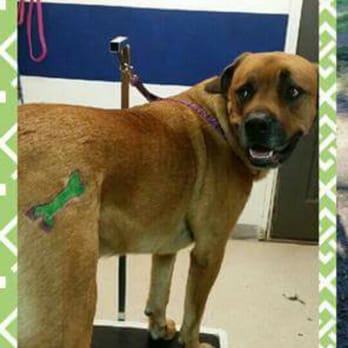 Classy Cuts Pet Grooming - Rocky, and his new "tattoo" for halloween! Love having a fun groomer. - Pet Groomers Near Me Classy Cuts Pet Grooming - Rocky, and his new "tattoo" for halloween! Love having a fun groomer. - Pet Groomers Near Me