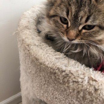 Phoenix - ZenCat - Veterinarians Near Me