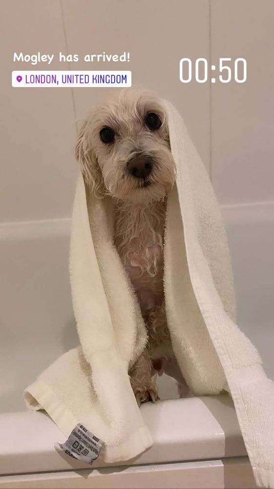 ANIMALS AWAY Updated September 2024 11 Photos 49 Twig Ln