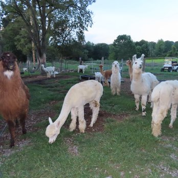 Clover Brooke Farm - Attraction Farms Near Me - Hyde Park, New York Clover Brooke Farm - Attraction Farms Near Me - Hyde Park, New York