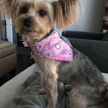 Happy Tails - Loving her new hair cut as always!!! I go with the gremlin look longer hair in her ears, shorter hair on her body! - Pet Groomers Near Me - Chicago, Illinois