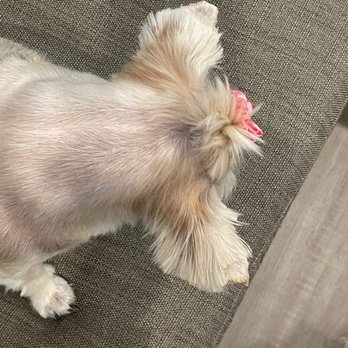 Glam Pet Groom - Looks like they didn't even finish and were rushing to get it done. Uneven, incomplete and inconsistent. - Pet Groomers Near Me - San Antonio, Texas