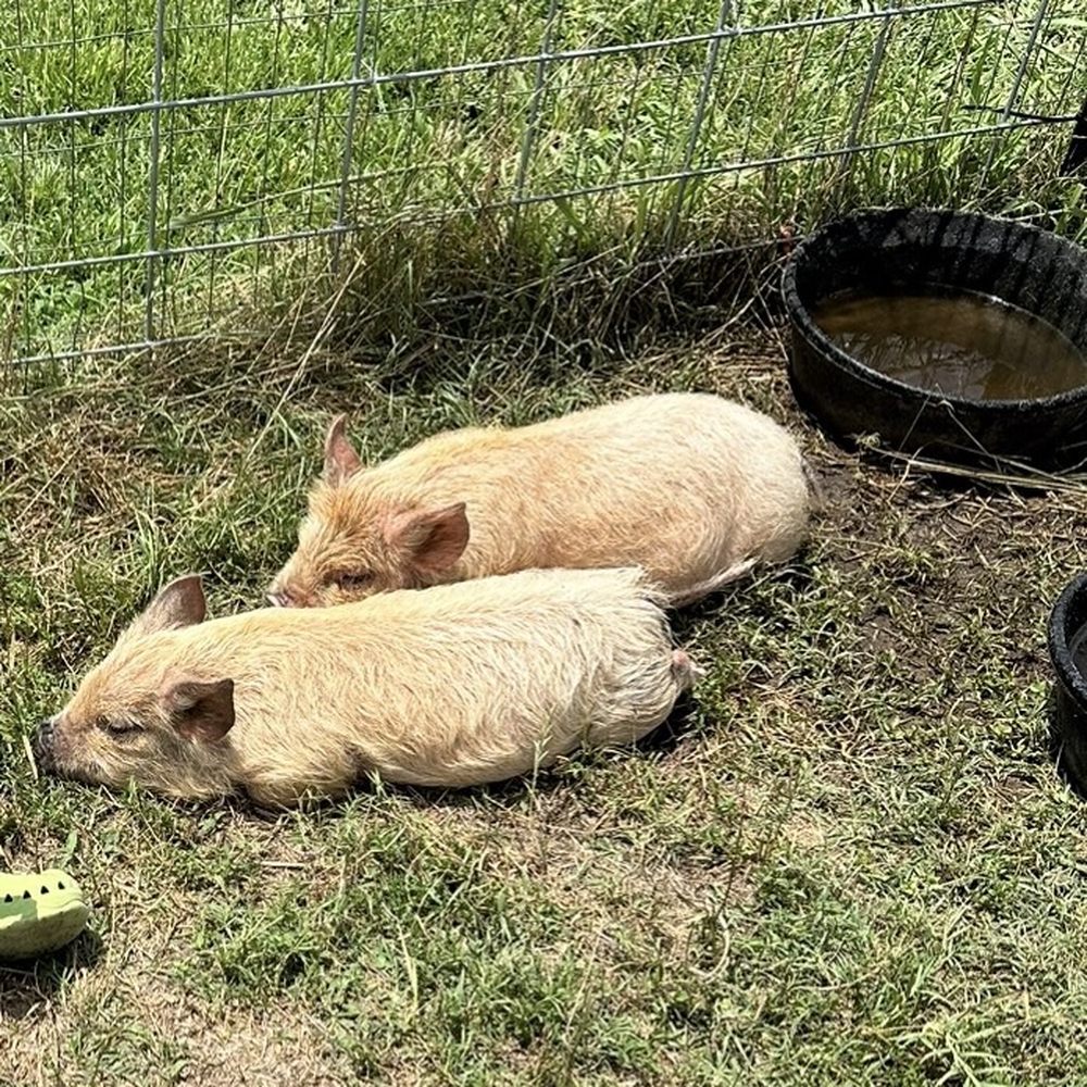 Bergey's Breadbasket - Piglets - Bakeries Near Me - Chesapeake, Virginia