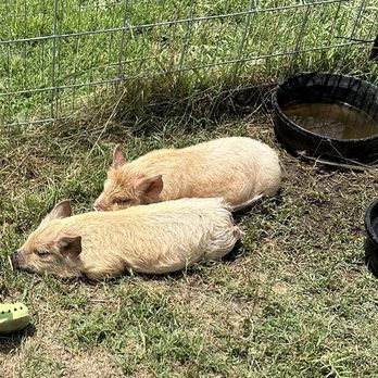 Bergey's Breadbasket - Piglets - Bakeries Near Me - Chesapeake, Virginia