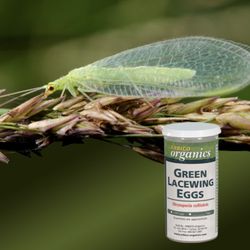 ARBICO Organics - ARBICO Organics Green Lacewing