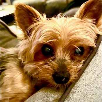 Pet Emergency Center - Boomer! Finally able to breath! - Veterinarians Near Me - Fort Lauderdale, Florida Pet Emergency Center - Boomer! Finally able to breath! - Veterinarians Near Me - Fort Lauderdale, Florida