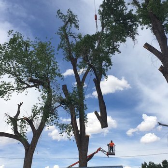 American Tree Services - Tree Services Near Me