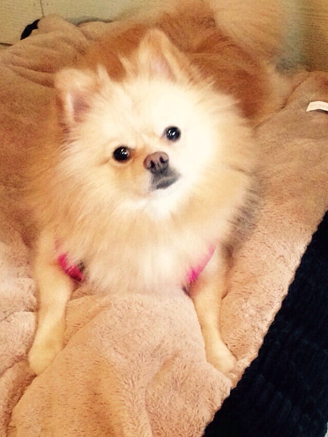 PAWFECTION PET GROOMING Updated September 2024 1001 Durham Garden Ct, O'fallon, Missouri