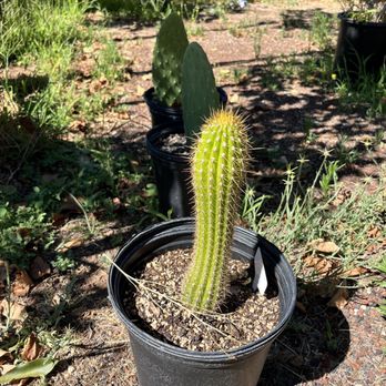 Nottingham Nursery & Garden Supply - A Trichocereus Hybrid - Nurseries & Gardening Near Me - Clearlake, California Nottingham Nursery & Garden Supply - A Trichocereus Hybrid - Nurseries & Gardening Near Me - Clearlake, California