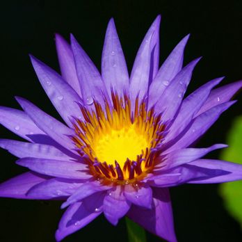 Chapel Hill Massage - Purple flower - Massage Therapy Near Me - Chapel Hill, North Carolina Chapel Hill Massage - Purple flower - Massage Therapy Near Me - Chapel Hill, North Carolina