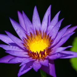 Chapel Hill Massage - Purple flower