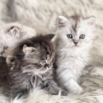 Pets Dynasty - Past kittens of Pets_Dynasty - Pet Breeders Near Me