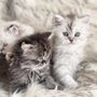 Photo of Pets Dynasty
