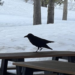 West Yellowstone Heritage Park - Raven