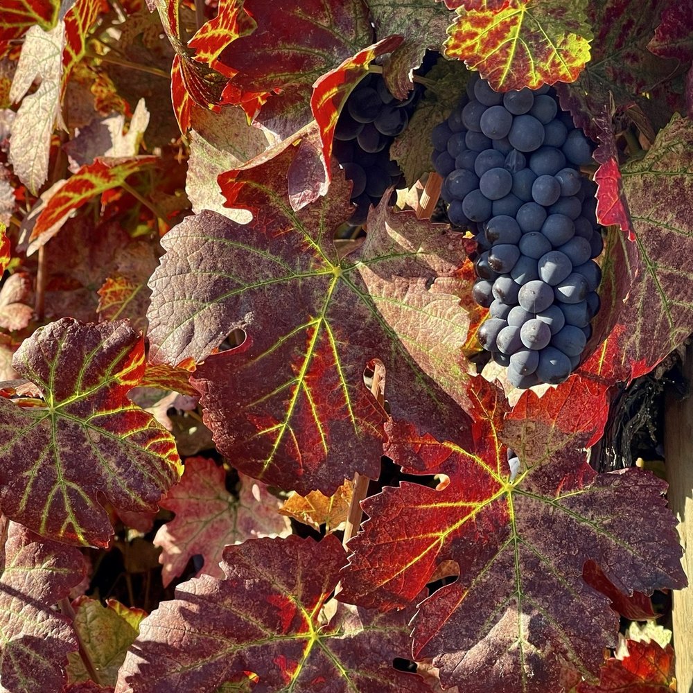 Mia Bea Wines - September 12, 2025 - Almost harvest time. - Wineries Near Me - Redwood Valley, California Mia Bea Wines - September 12, 2025 - Almost harvest time. - Wineries Near Me - Redwood Valley, California