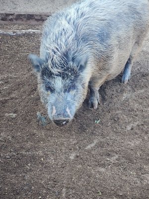 Blossom Peak Ranch by null