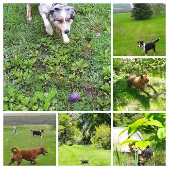 Enids Lakeside Pet Sitting - Guests at Play - Pet Sitting Near Me - Fairmont, Minnesota Enids Lakeside Pet Sitting - Guests at Play - Pet Sitting Near Me - Fairmont, Minnesota
