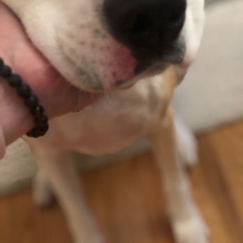 Dog University - Abrasion to muzzle - Pet Training Near Me - Vienna, Virginia Dog University - Abrasion to muzzle - Pet Training Near Me - Vienna, Virginia