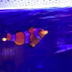 Worlds Under Water - A lively clownfish from Worlds Underwater!
