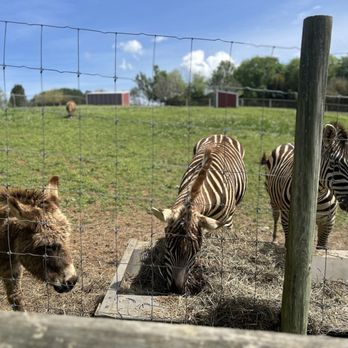 Bright's Zoo - Miniature Donkey and Zebras !! - Zoos Near Me - Limestone, Tennessee
