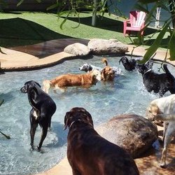 Second Home Pet Resort