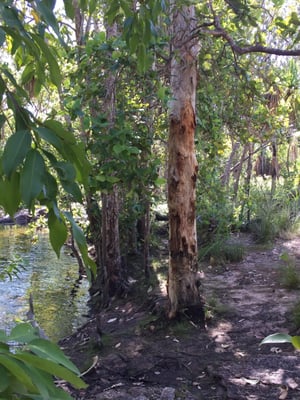 Litchfield National Park by null