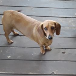 Chandler Veterinary Clinic - Lillie
