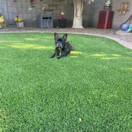 Grass and our happy pup
