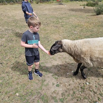 Bode Farms Rescue & Sanctuary - Friendly feeding - Campgrounds Near Me - Ferndale , Washington Bode Farms Rescue & Sanctuary - Friendly feeding - Campgrounds Near Me - Ferndale , Washington