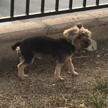 Petstar Grooming - Peachies second haircut by Per Star Grooming - Pet Groomers Near Me - La Crescenta, California
