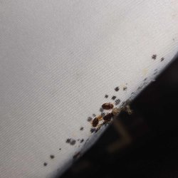 Colonial Inn & Motel - Bed bugs found AFTER they changed sheets and vacuumed