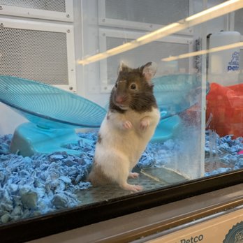 Petco - Hamster - Pet Stores Near Me - New York, New York Petco - Hamster - Pet Stores Near Me - New York, New York