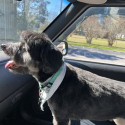 Navy Boulevard Animal Hospital - Fresh groom!