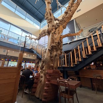 Medici - Inside - Mediterranean Near Me - Normal, Illinois
