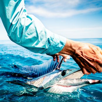 Down Sea Charters - Fishing Near Me - Vero Beach, Florida Down Sea Charters - Fishing Near Me - Vero Beach, Florida